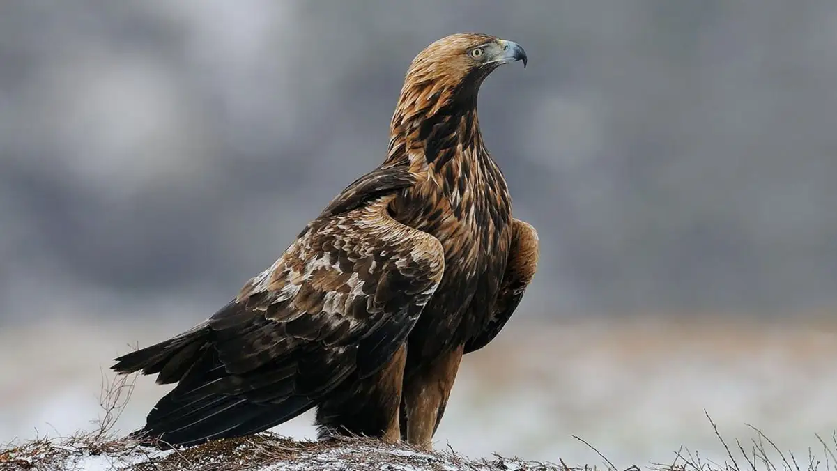 Aigle royale Japonais