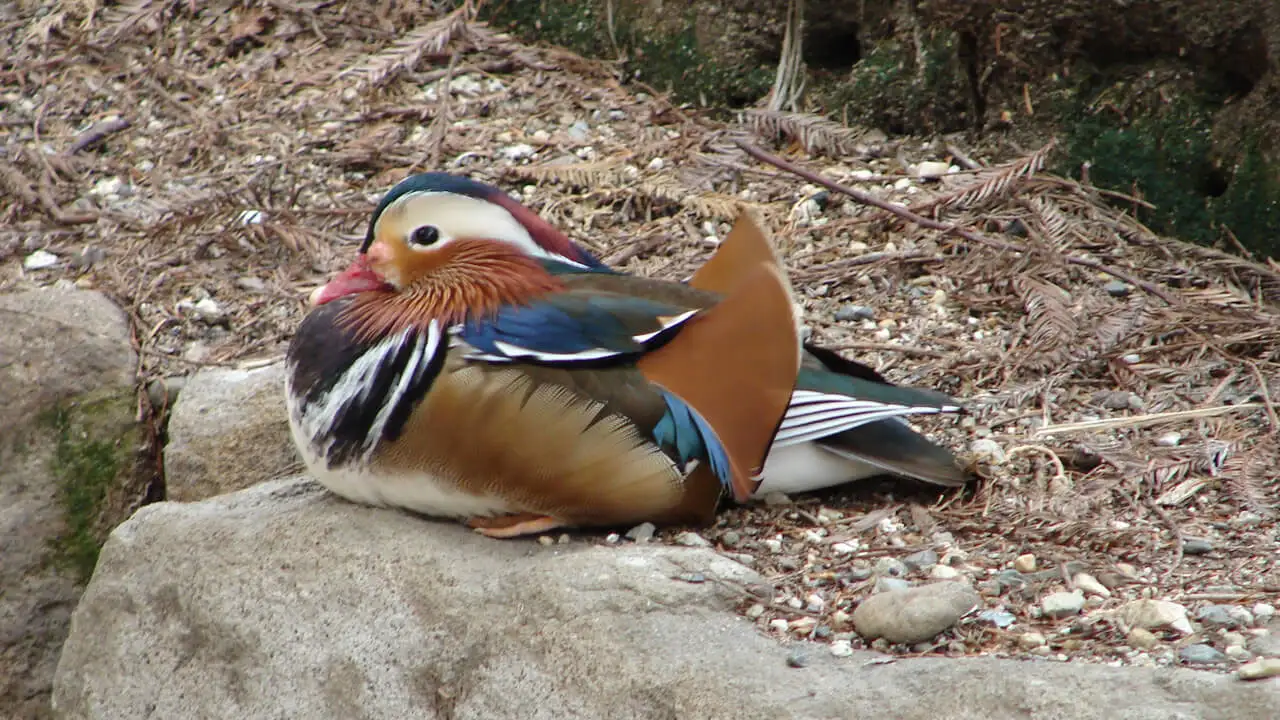 Canard mandarin