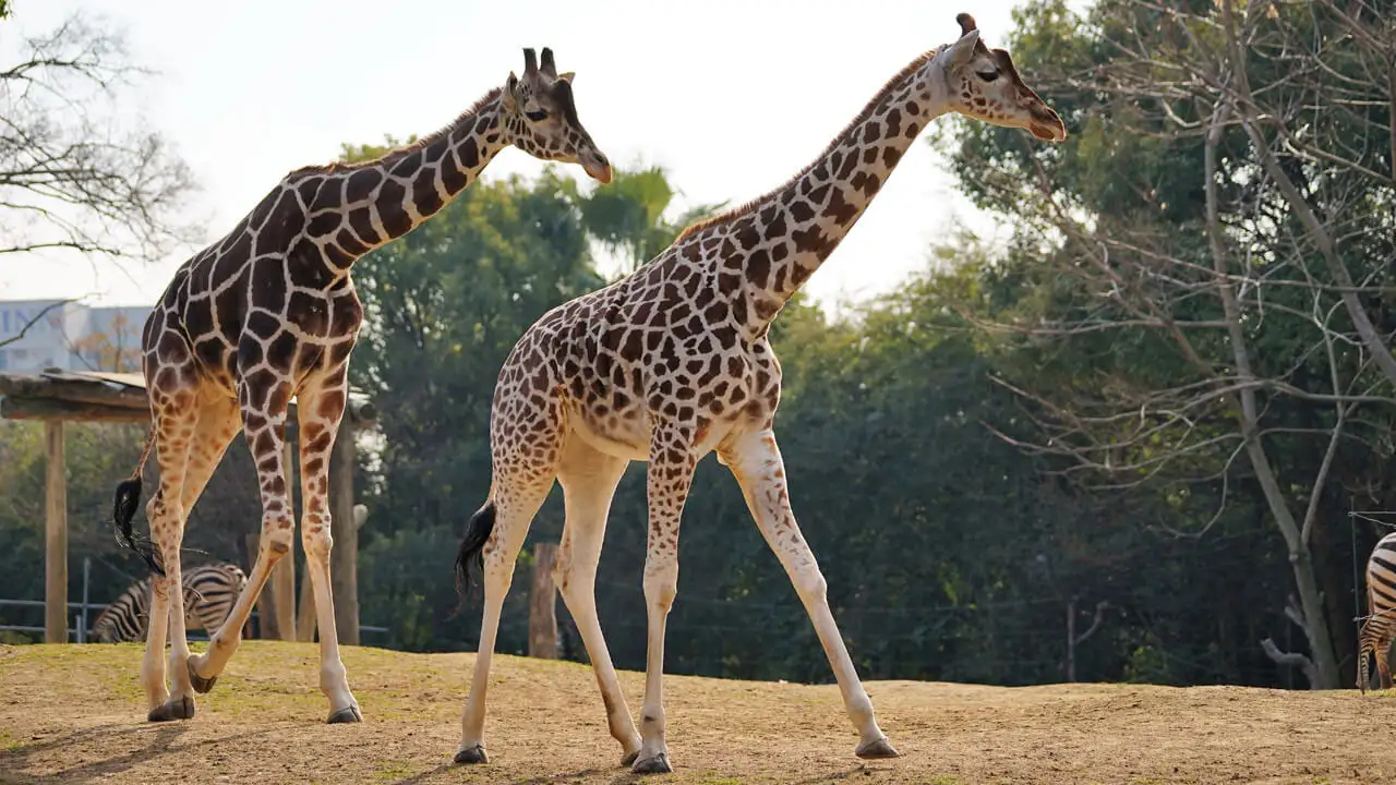 Girafe