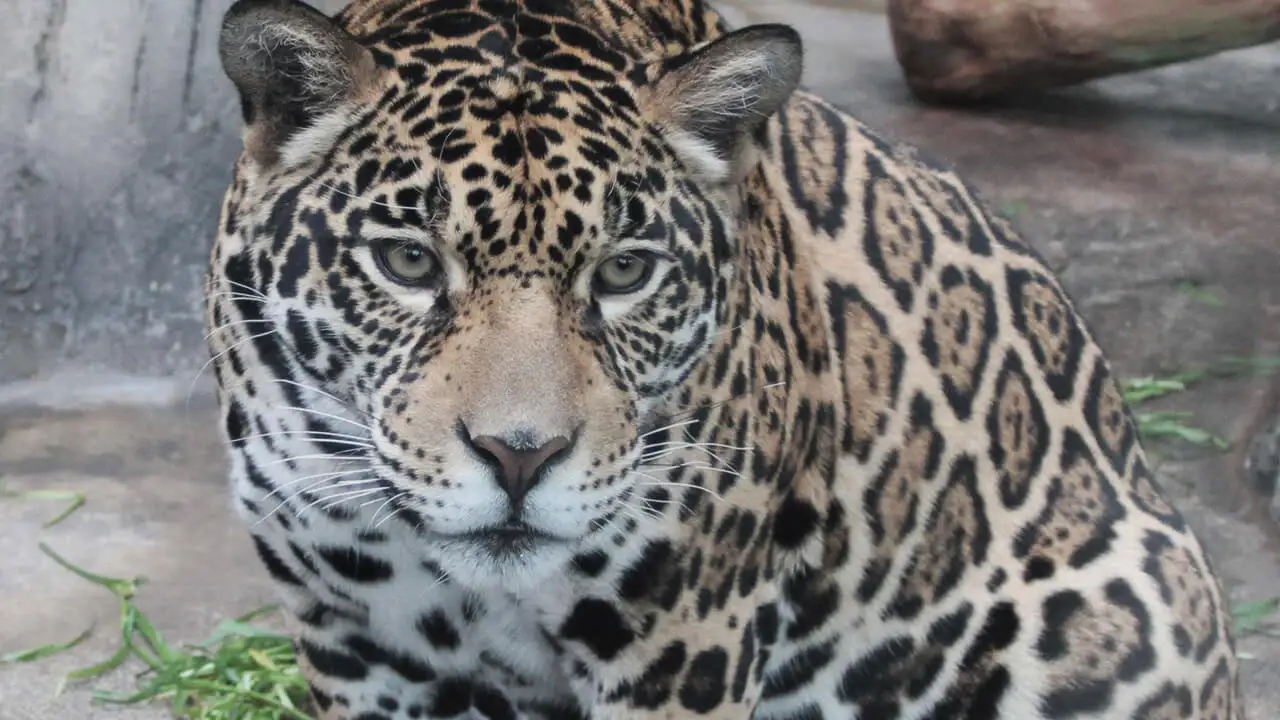 Jaguar